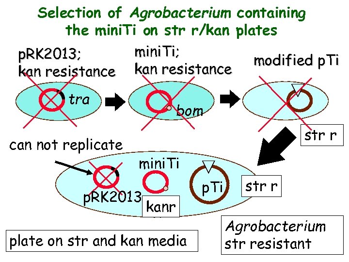 Selection of Agrobacterium containing the mini. Ti on str r/kan plates mini. Ti; p.