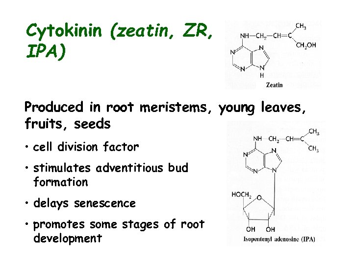 Cytokinin (zeatin, ZR, IPA) Produced in root meristems, young leaves, fruits, seeds • cell