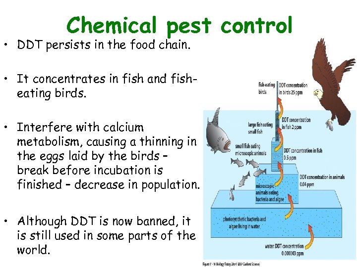  • Chemical pest control Figure 11. 18 DDT persists in the food chain.