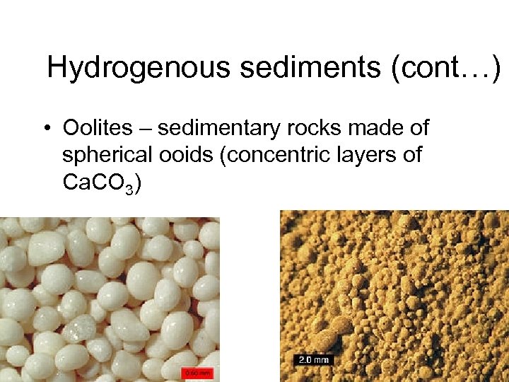 Hydrogenous sediments (cont…) • Oolites – sedimentary rocks made of spherical ooids (concentric layers