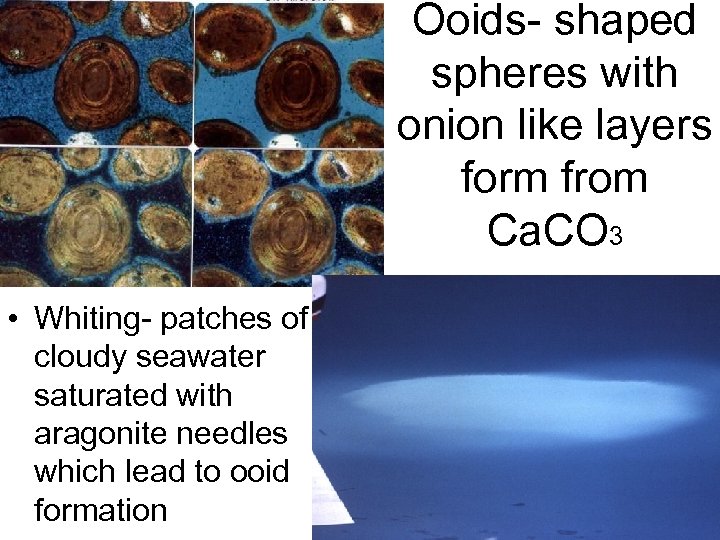 Ooids- shaped spheres with onion like layers form from Ca. CO 3 • Whiting-