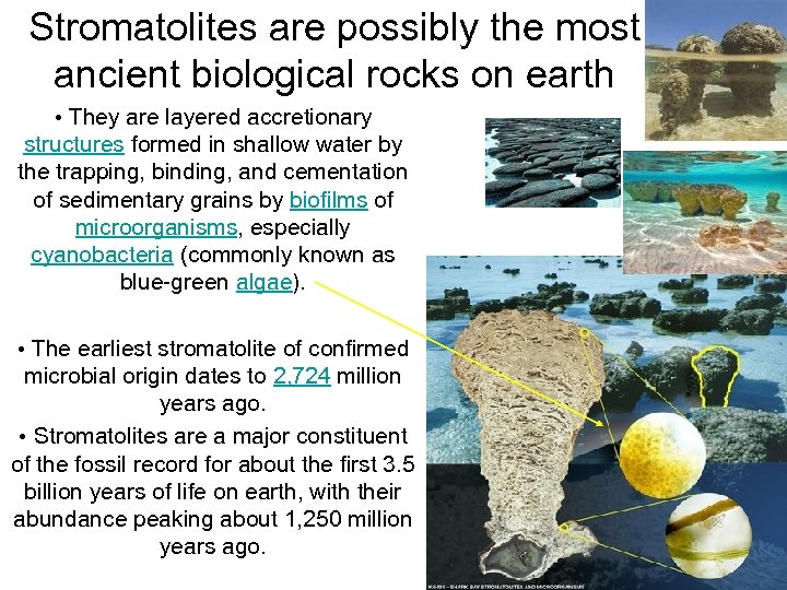 Stromatolites are possibly the most ancient biological rocks on earth • They are layered