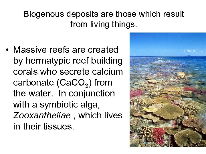 Biogenous deposits are those which result from living things. • Massive reefs are created