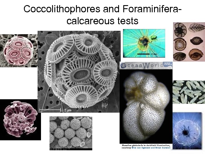 Coccolithophores and Foraminiferacalcareous tests 