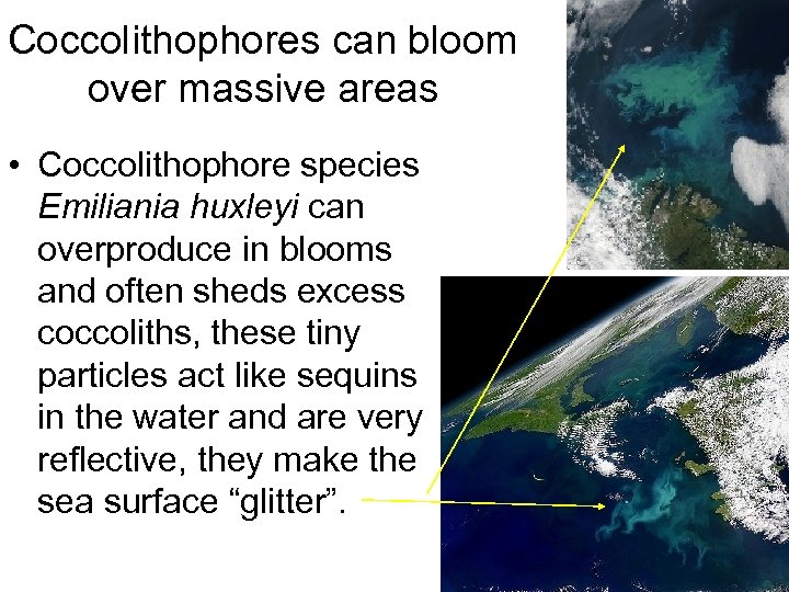 Coccolithophores can bloom over massive areas • Coccolithophore species Emiliania huxleyi can overproduce in