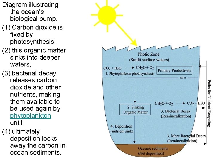 Diagram illustrating the ocean’s biological pump. (1) Carbon dioxide is fixed by photosynthesis, (2)