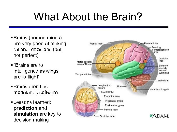 What About the Brain? § Brains (human minds) are very good at making rational