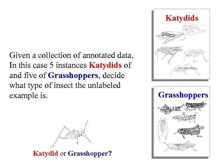 Katydids Given a collection of annotated data. In this case 5 instances Katydids of