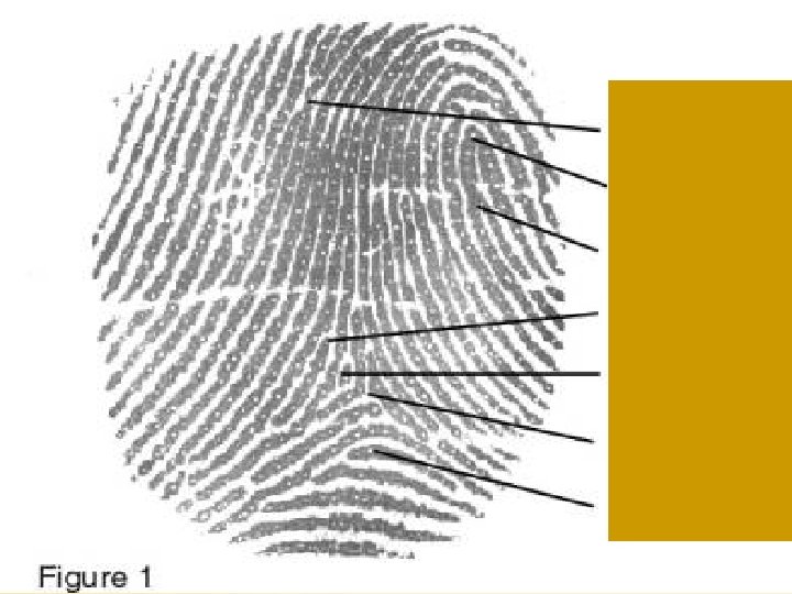 Fingerprints Chapter 4 30 30 