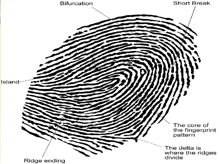 Fingerprints Chapter 4 31 31 