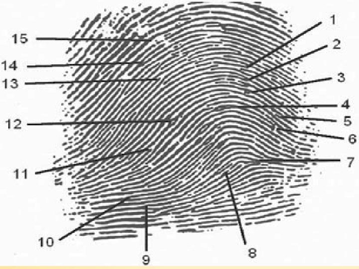 Fingerprints Chapter 4 34 34 