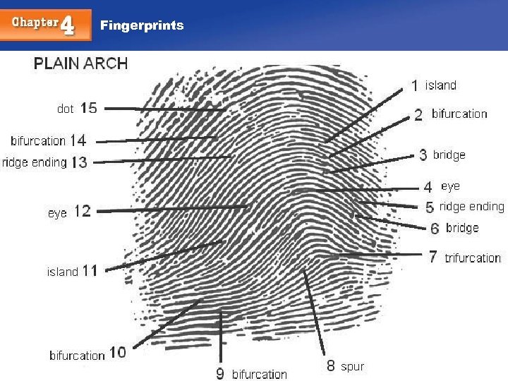 Fingerprints Chapter 4 35 35 