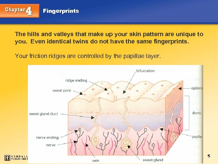 Fingerprints The hills and valleys that make up your skin pattern are unique to