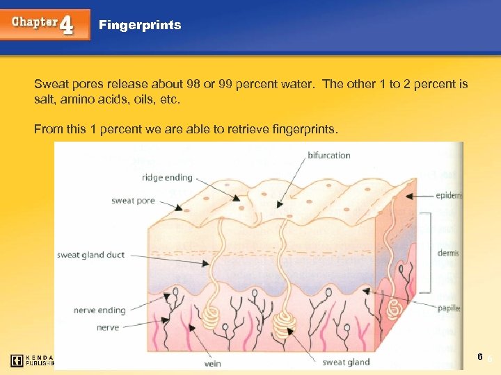 Fingerprints Sweat pores release about 98 or 99 percent water. The other 1 to