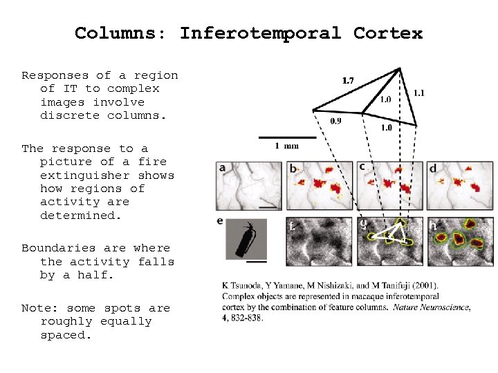 Columns: Inferotemporal Cortex Responses of a region of IT to complex images involve discrete