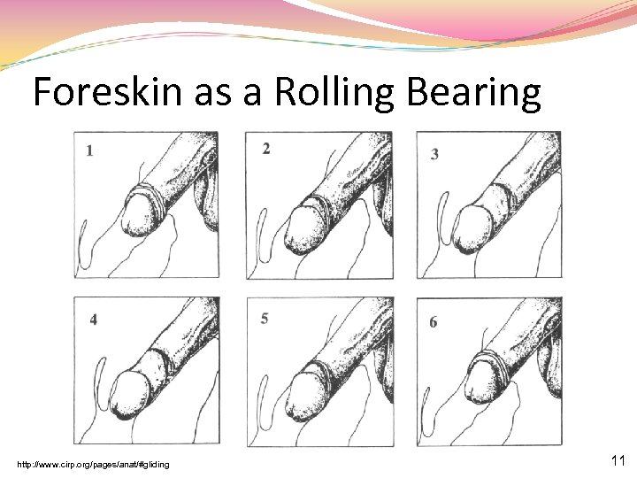 Foreskin as a Rolling Bearing http: //www. cirp. org/pages/anat/#gliding 11 