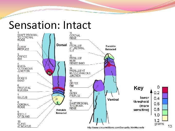 Sensation: Intact http: //www. circumstitions. com/Sexuality. html#sorrells 13 