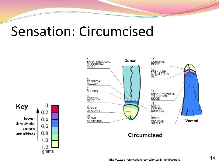 Sensation: Circumcised http: //www. circumstitions. com/Sexuality. html#sorrells 14 