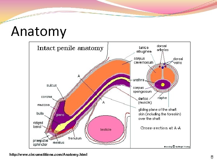 Anatomy http: //www. circumstitions. com/Anatomy. html 8 