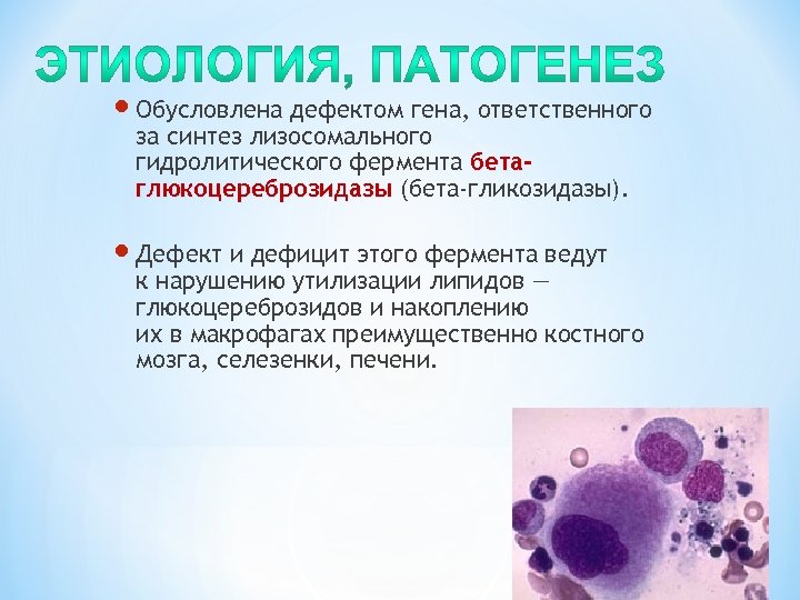 Обусловлена дефектом гена, ответственного за синтез лизосомального гидролитического фермента бетаглюкоцереброзидазы (бета-гликозидазы). Дефект и