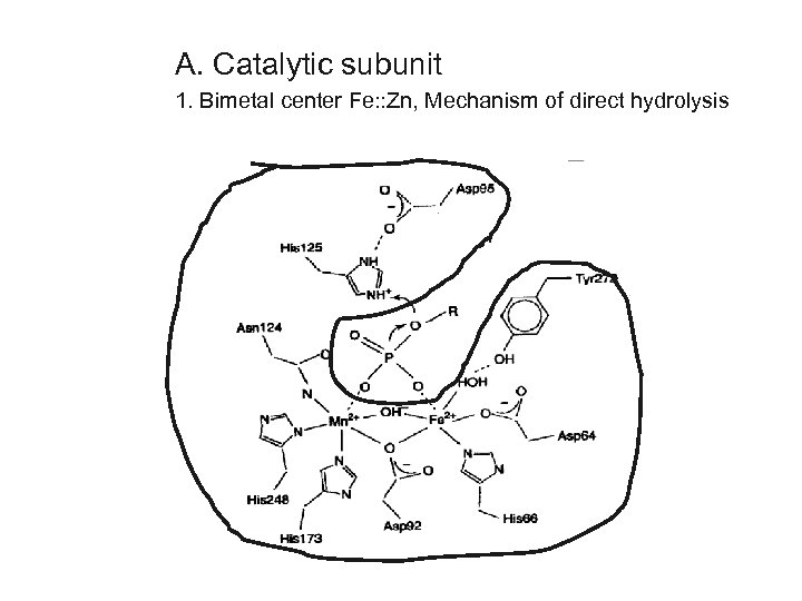 A. Catalytic subunit 1. Bimetal center Fe: : Zn, Mechanism of direct hydrolysis 