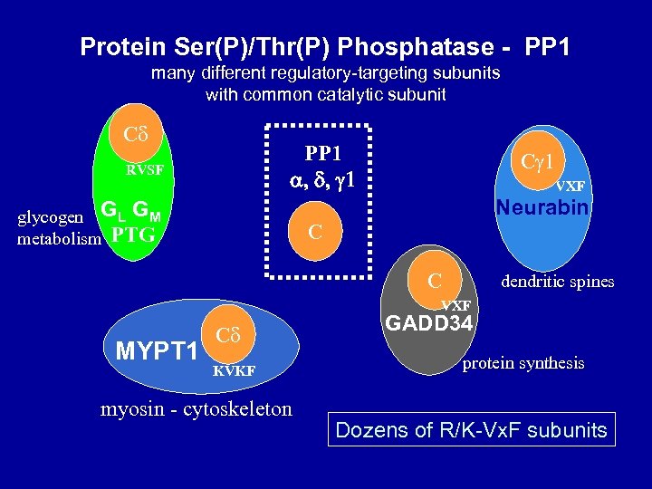 Protein Ser(P)/Thr(P) Phosphatase - PP 1 many different regulatory-targeting subunits with common catalytic subunit