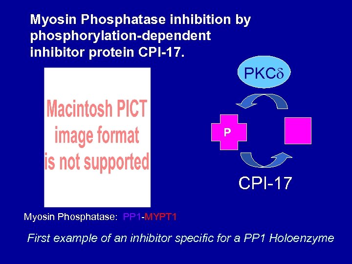 Myosin Phosphatase inhibition by phosphorylation-dependent inhibitor protein CPI-17. PKC P MYPT 1 CPI-17 Myosin