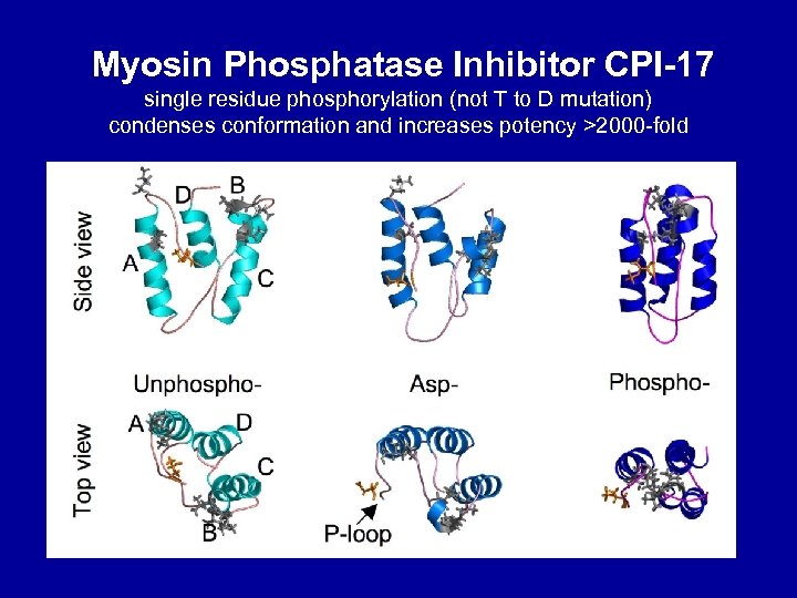 Myosin Phosphatase Inhibitor CPI-17 single residue phosphorylation (not T to D mutation) condenses conformation