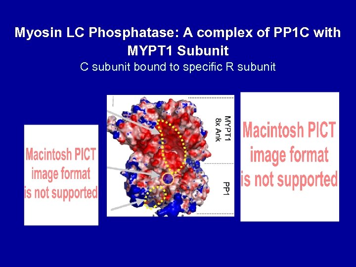 Myosin LC Phosphatase: A complex of PP 1 C with MYPT 1 Subunit C