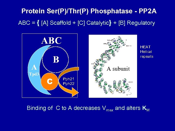 Protein Ser(P)/Thr(P) Phosphatase - PP 2 A ABC = { [A] Scaffold + [C]