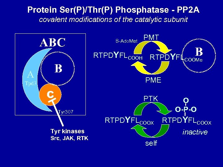 Protein Ser(P)/Thr(P) Phosphatase - PP 2 A covalent modifications of the catalytic subunit ABC