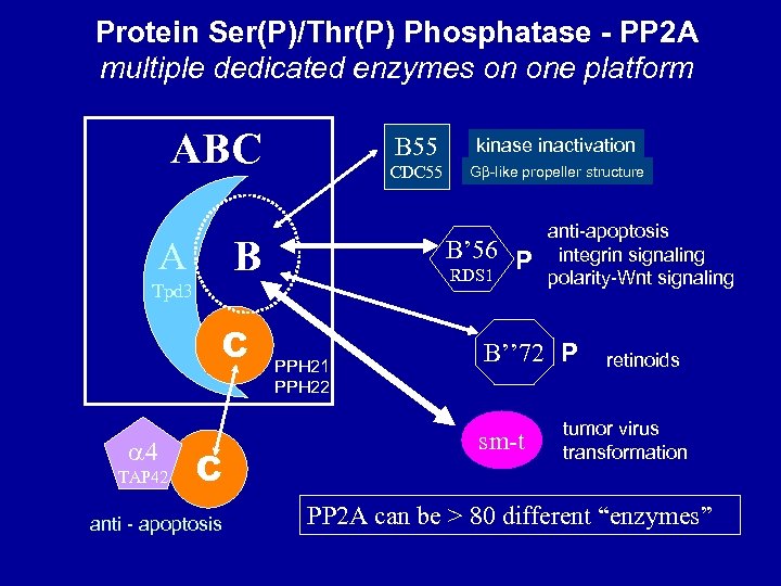 Protein Ser(P)/Thr(P) Phosphatase - PP 2 A multiple dedicated enzymes on one platform ABC