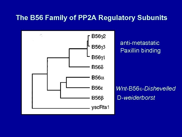 The B 56 Family of PP 2 A Regulatory Subunits anti-metastatic Paxillin binding Wnt-B