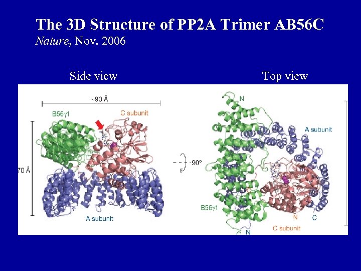 The 3 D Structure of PP 2 A Trimer AB 56 C Nature, Nov.