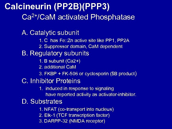 Calcineurin (PP 2 B)(PPP 3) Ca 2+/Ca. M activated Phosphatase A. Catalytic subunit 1.