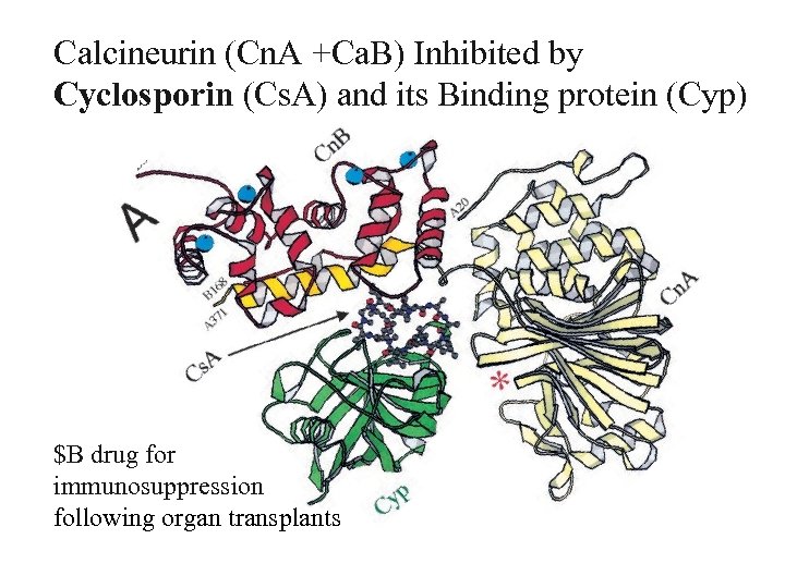 Calcineurin (Cn. A +Ca. B) Inhibited by Cyclosporin (Cs. A) and its Binding protein