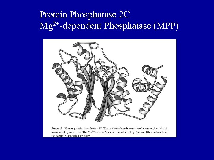 Protein Phosphatase 2 C Mg 2+-dependent Phosphatase (MPP) 