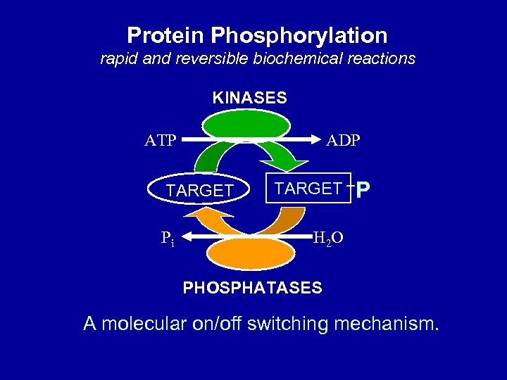 Protein Phosphorylation rapid and reversible biochemical reactions KINASES ATP ADP TARGET Pi TARGET P