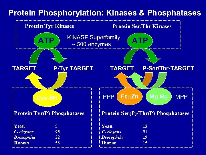 Protein Phosphorylation: Kinases & Phosphatases Protein Tyr Kinases KINASE Superfamily ~ 500 enzymes ATP