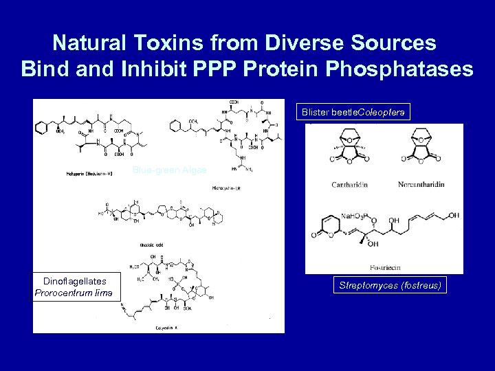 Natural Toxins from Diverse Sources Bind and Inhibit PPP Protein Phosphatases Blister beetle. Coleoptera