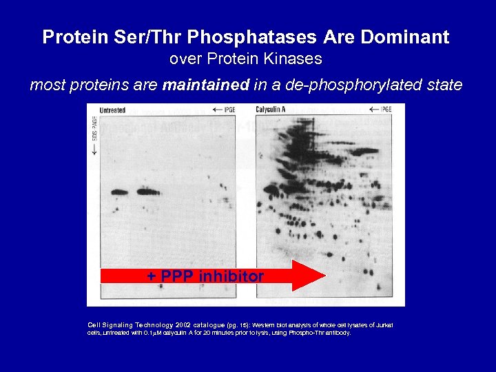 Protein Ser/Thr Phosphatases Are Dominant over Protein Kinases most proteins are maintained in a