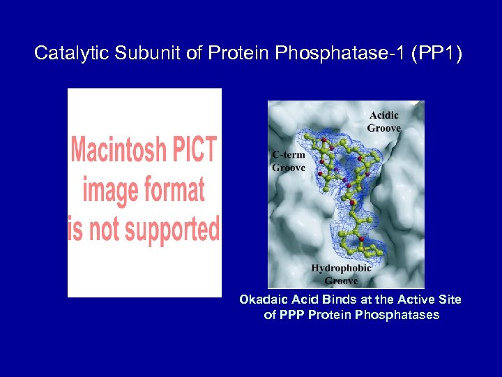 Catalytic Subunit of Protein Phosphatase-1 (PP 1) Okadaic Acid Binds at the Active Site