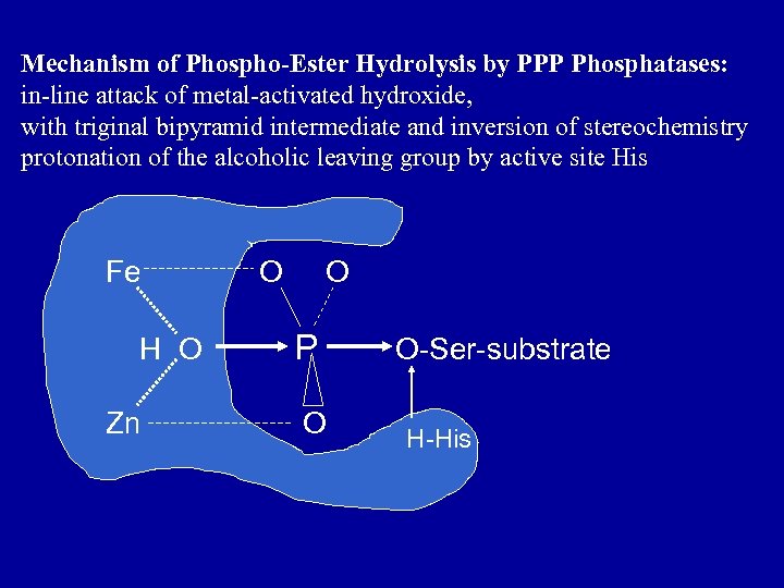 Mechanism of Phospho-Ester Hydrolysis by PPP Phosphatases: in-line attack of metal-activated hydroxide, with triginal
