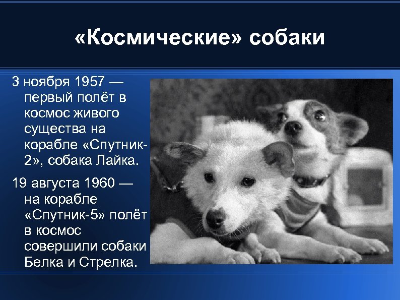  «Космические» собаки 3 ноября 1957 — первый полёт в космос живого существа на