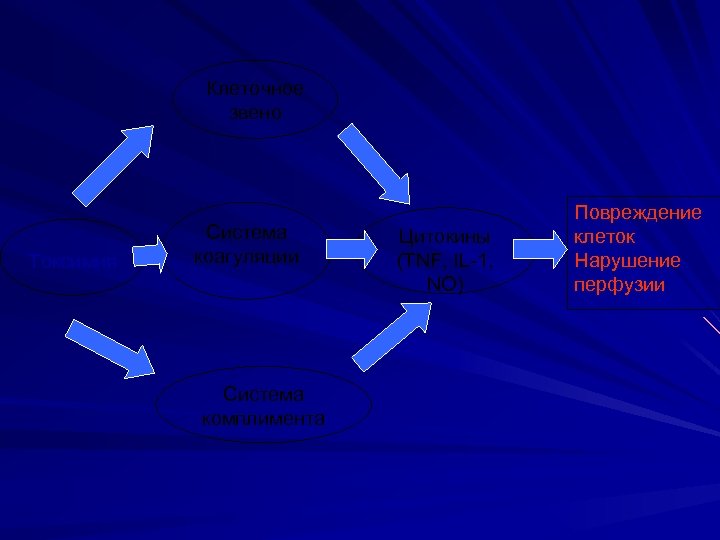 Клеточное звено Токсимия Система коагуляции Система комплимента Цитокины (TNF, IL-1, NO) Повреждение клеток Нарушение