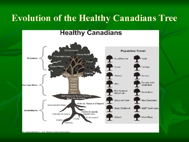 Evolution of the Healthy Canadians Tree 