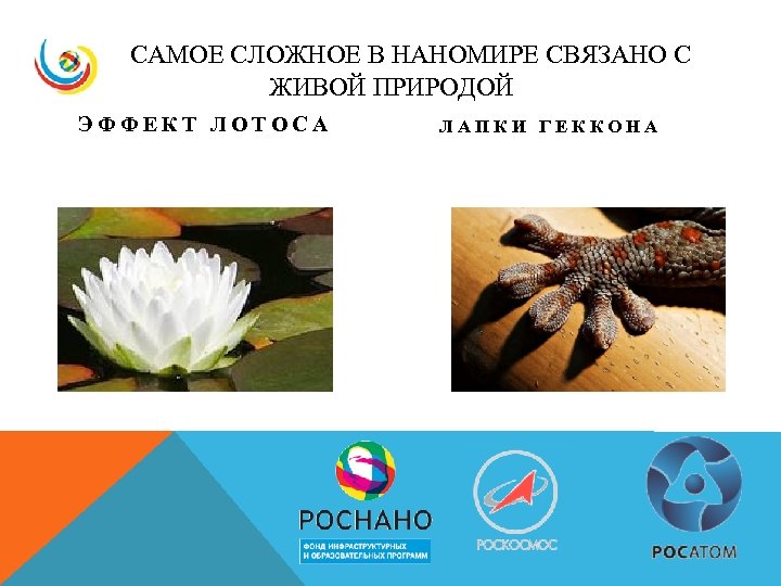 САМОЕ СЛОЖНОЕ В НАНОМИРЕ СВЯЗАНО С ЖИВОЙ ПРИРОДОЙ ЭФФЕКТ ЛОТОСА ЛАПКИ ГЕККОНА 