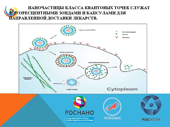 НАНОЧАСТИЦЫ КЛАССА КВАНТОВЫХ ТОЧЕК СЛУЖАТ ФЛУОРЕСЦЕНТНЫМИ ЗОНДАМИ И КАПСУЛАМИ ДЛЯ НАПРАВЛЕННОЙ ДОСТАВКИ ЛЕКАРСТВ. 