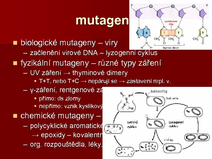 mutageny n biologické mutageny – viry – začlenění virové DNA – lyzogenní cyklus n
