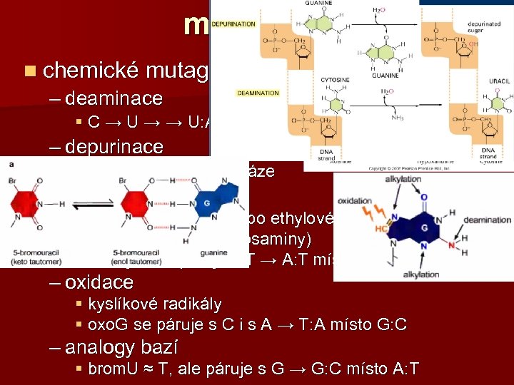 mutageny n chemické mutageny – deaminace § C → U → → U: A